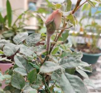 花杆上长白色的东西怎么治？