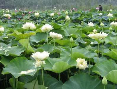 水芙蓉和水葫芦的区别在哪？