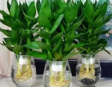 水培植物可以用缓释肥吗？