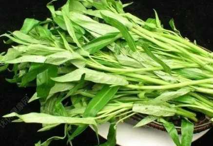 种空心菜什么时候可以用肥？