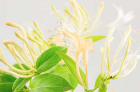 金银花是晚上还是白天开花？