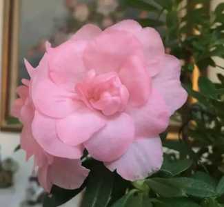 能在北阳台种的杜鹃花品种有哪些？
