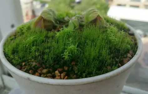 好养的苔藓品种有哪些？
