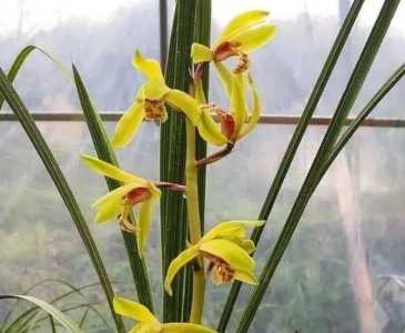 种兰花用什么植料好？