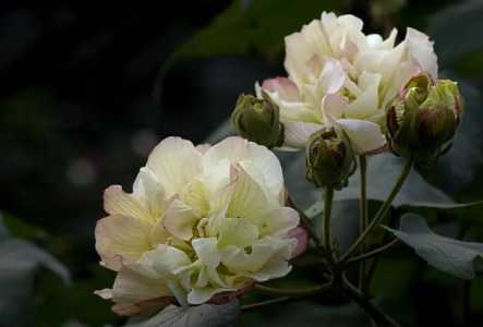 芙蓉花水生根多久能移盆里？