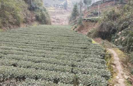 茶树种植几年可以采摘？