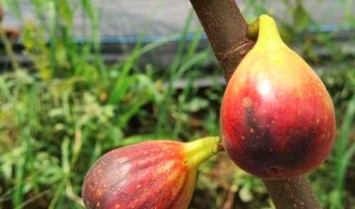 无花果树十月份能移栽吗？