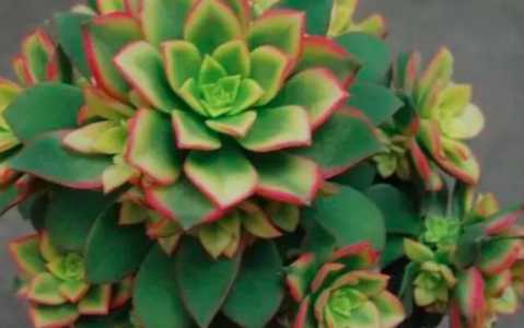 艳日辉怎么养可以侧芽多？