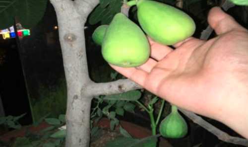 无花果结过果的枝条还会结果吗？