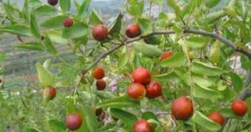野生酸枣可以怎样育苗？