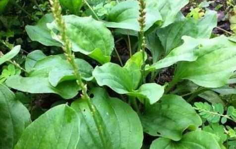 车前草种植一年能收几年？