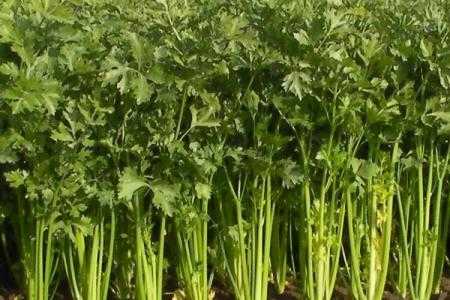 芹菜一亩地栽多少棵苗？