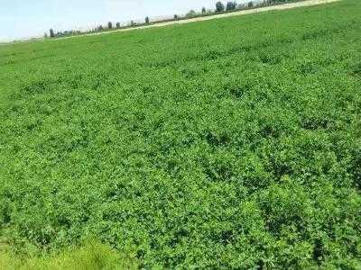 蓿草种植技术和方法是什么？