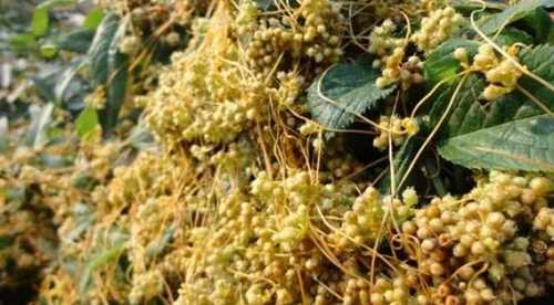 菟丝子是保护植物吗？为什么？