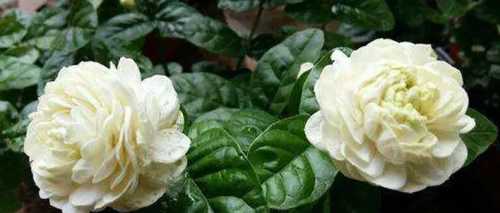 茉莉花和虎头茉莉有什么区别？