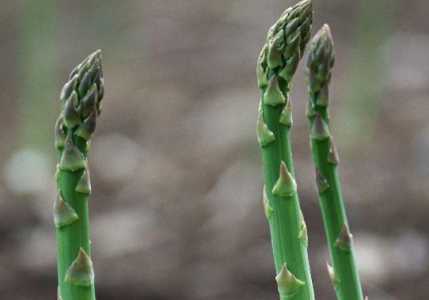 芦笋的种植方法和时间及产量如何？