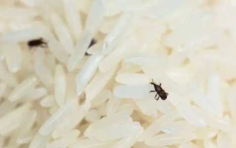 米生虫怎么办？把虫子洗净还能吃么？