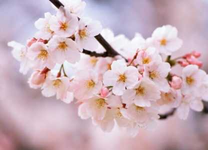 吉野樱花和日本晚樱区别在哪？