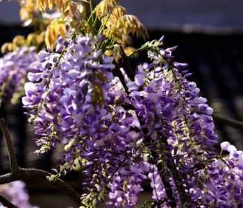紫藤萝花的3个特点是什么？