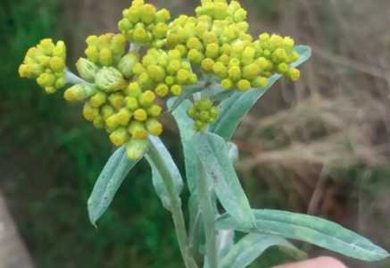 永久花和鼠曲草是一种草吗？