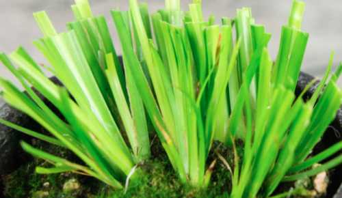 水菖蒲适合全泡水里养吗？