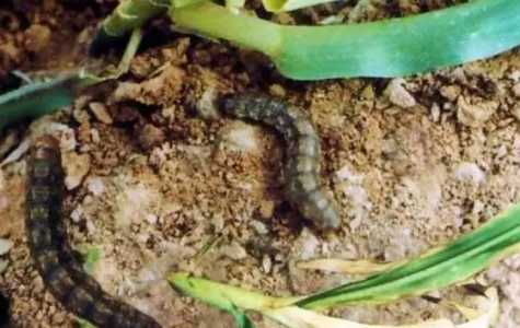地老虎的危害症状、特点及防治方法有什么？