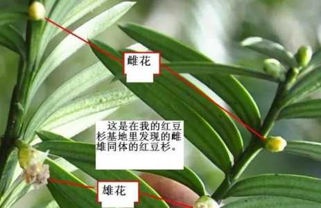 有雌雄之分的植物有哪些？