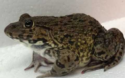 田鸡和青蛙有什么区别？