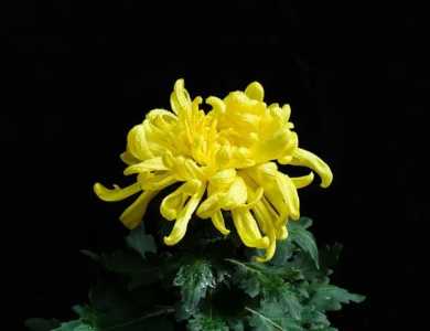 菊花有几个雄蕊几个雌蕊几个花萼？