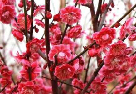 骨里红梅花掉花苞什么原因？