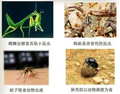 害虫和益虫分别有哪些？