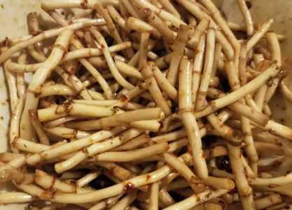 茅根和鱼腥草有什么区别？