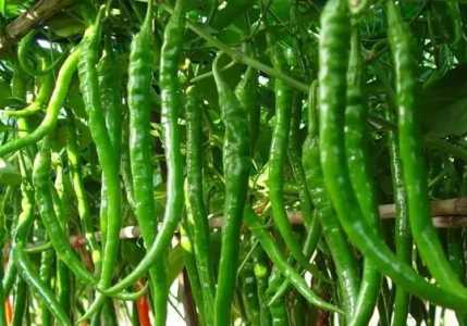 辣椒的种植技术和病虫害防治方法有什么？