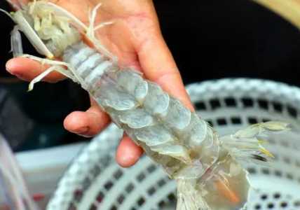 皮皮虾养殖的和野生有什么区别？