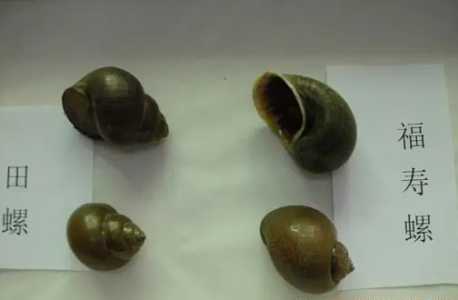 田螺卵和福寿螺卵的区别在哪？