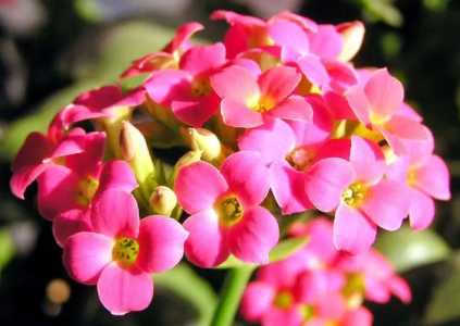长寿花的缺点是什么？