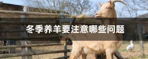 冬季养羊要注意哪些问题？