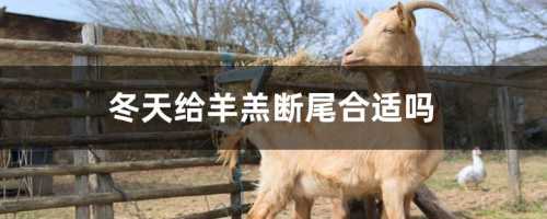 冬天给羊羔断尾合适吗？