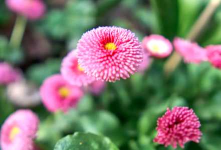 小雏菊插花需要剪叶子吗？