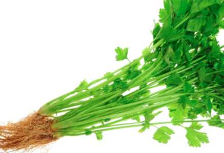 芹菜移栽最佳方法是什么？