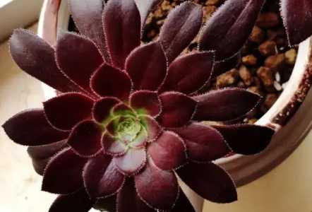 如何将翡翠冰法师种植好？