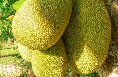 怎么可以让菠萝蜜成熟的快一点？
