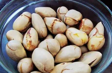 菠萝蜜的核能种吗？怎么种？