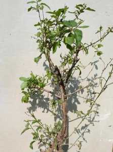 枸杞菜种老桩好不好？