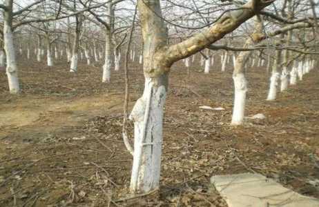 什么果树不能涂石灰水？