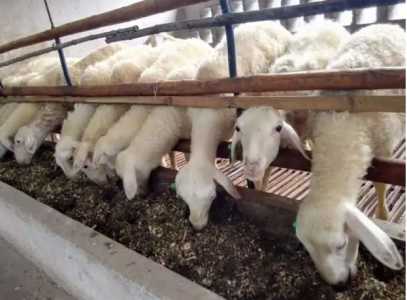 羊瘤胃积食解决办法有什么？怎么预防？