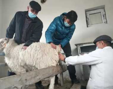 羊人工授精的常用方法有哪些？