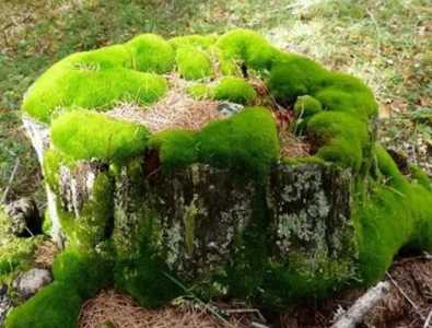 苔藓都有哪些种类？
