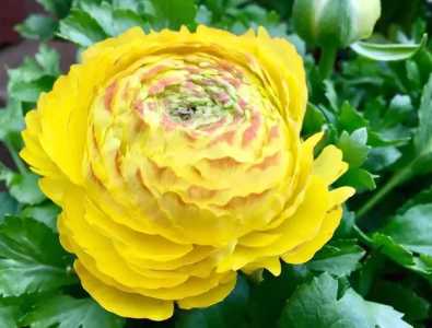 芹叶牡丹好养活吗？