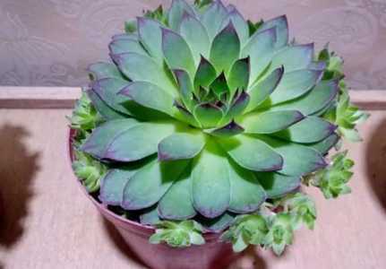 观音莲的小侧芽要剪掉吗？